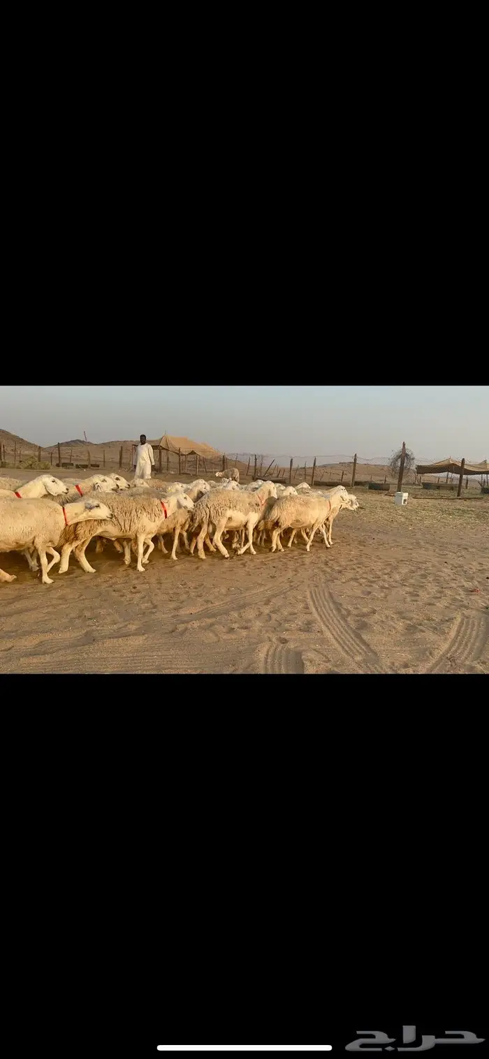 غنم نوادر صنف حرش 33