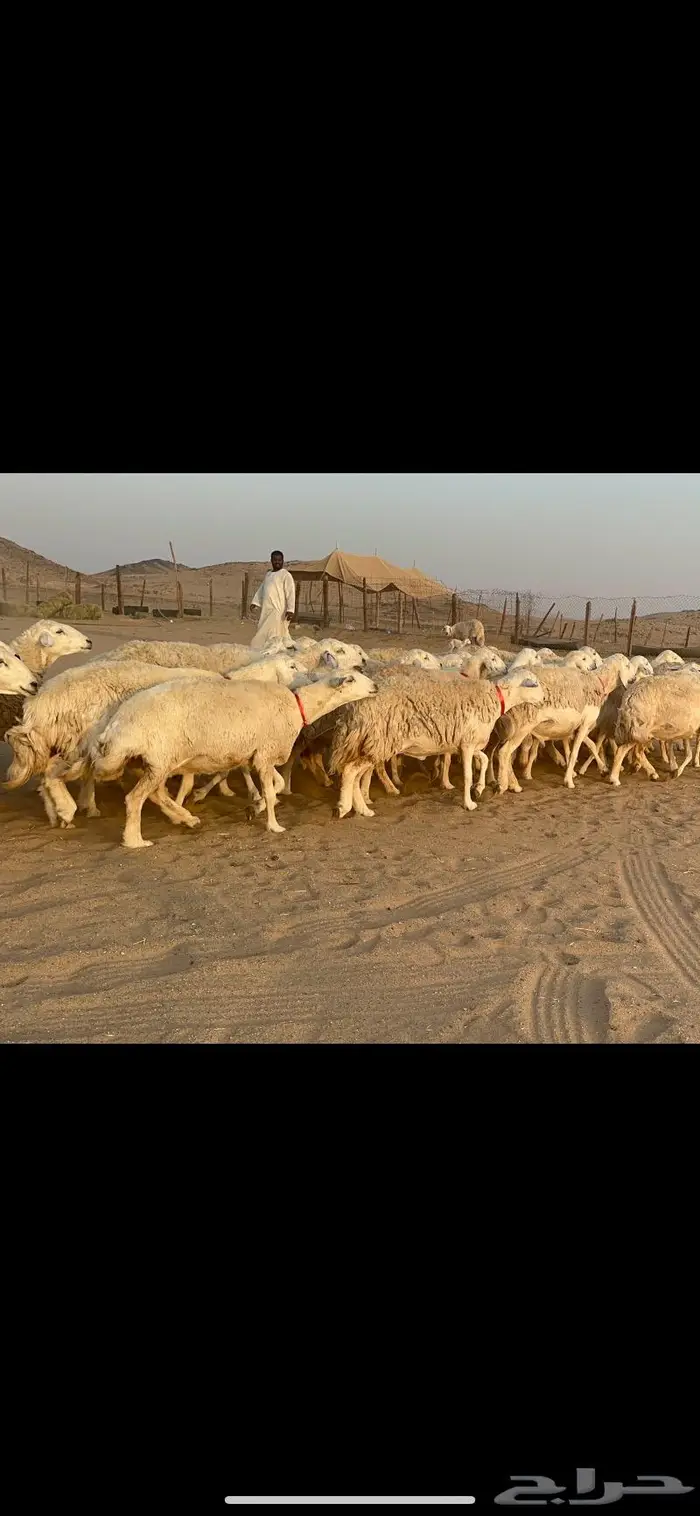 غنم نوادر صنف حرش 34