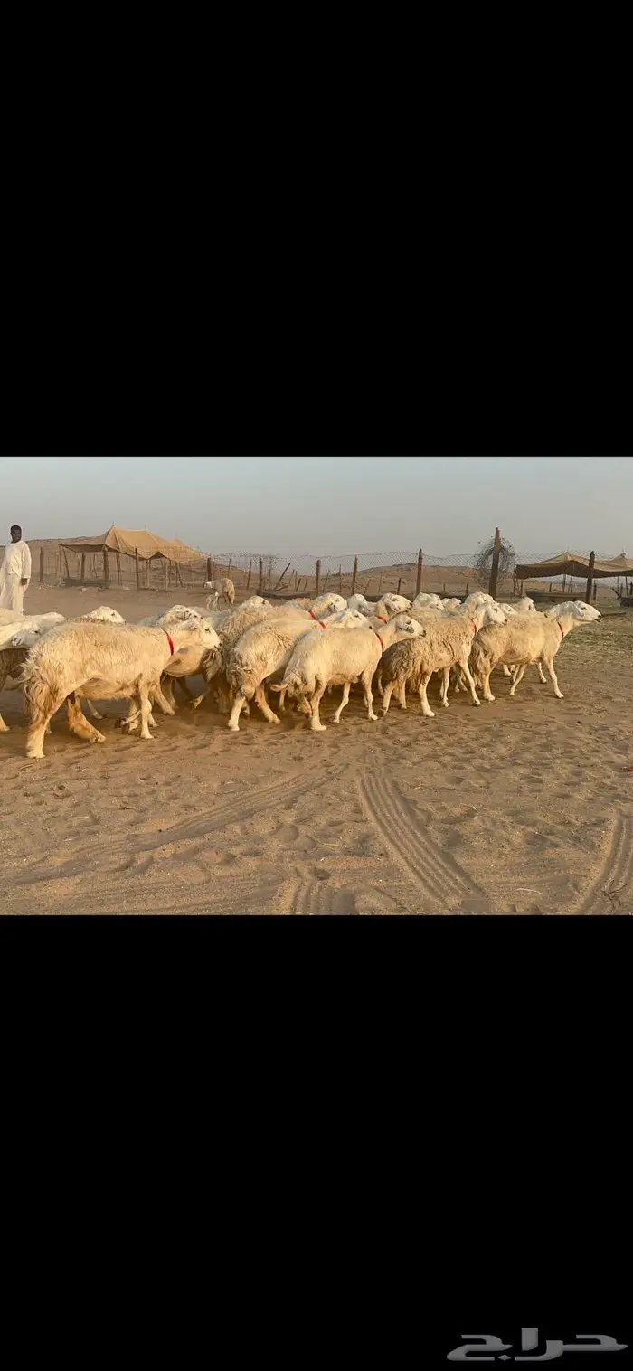 غنم نوادر صنف حرش 35