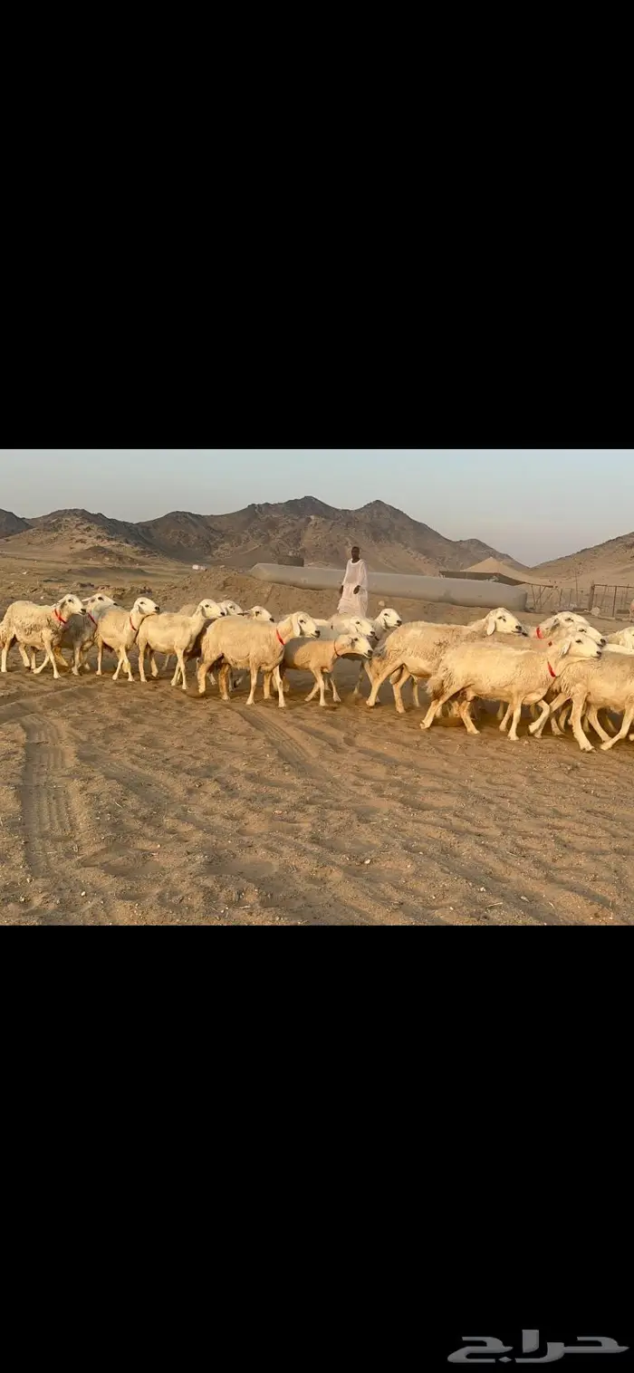 غنم نوادر صنف حرش 37