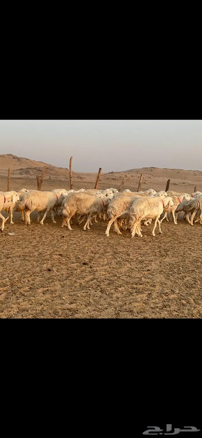 غنم نوادر صنف حرش 2
