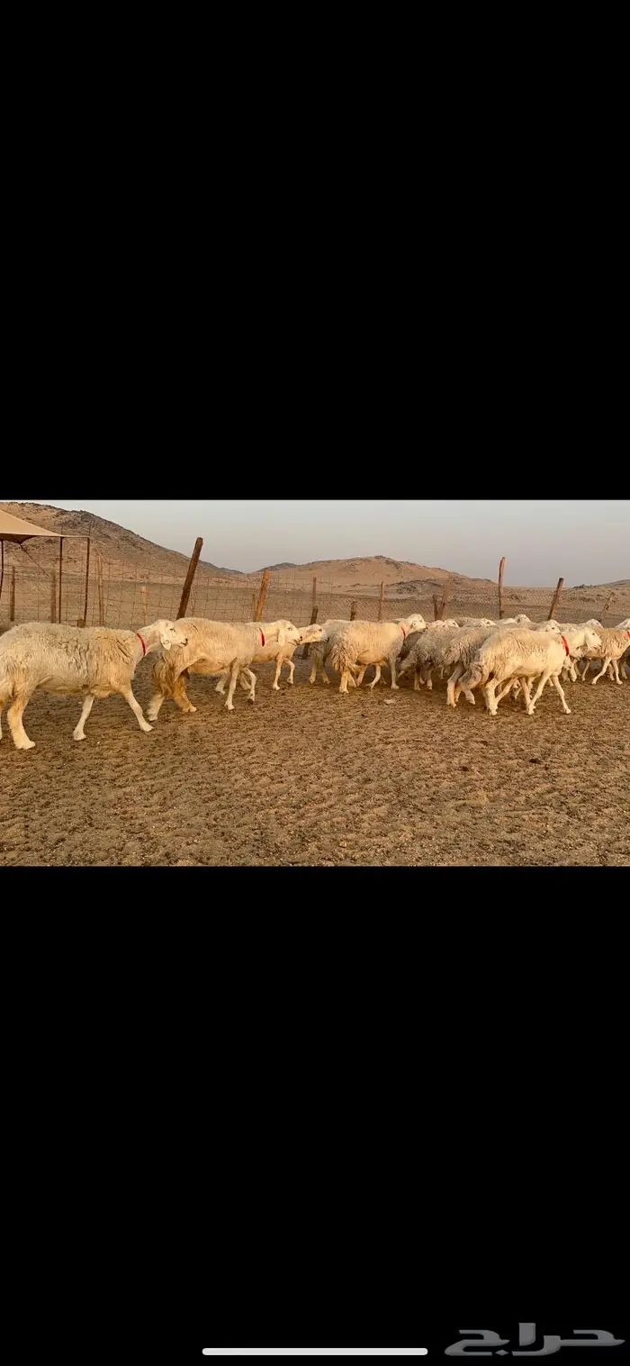 غنم نوادر صنف حرش 3