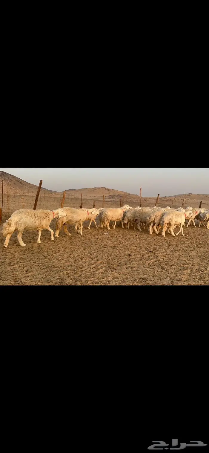غنم نوادر صنف حرش 4