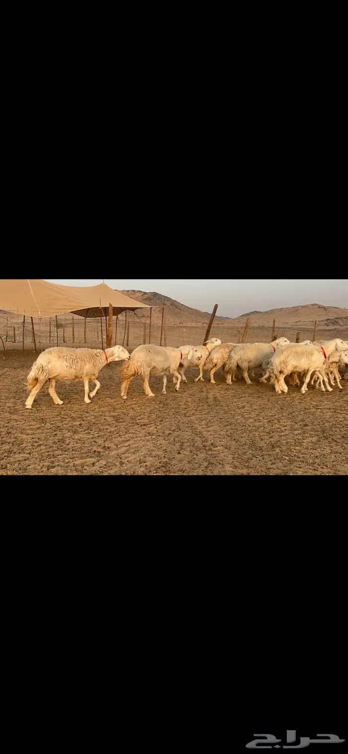 غنم نوادر صنف حرش 5