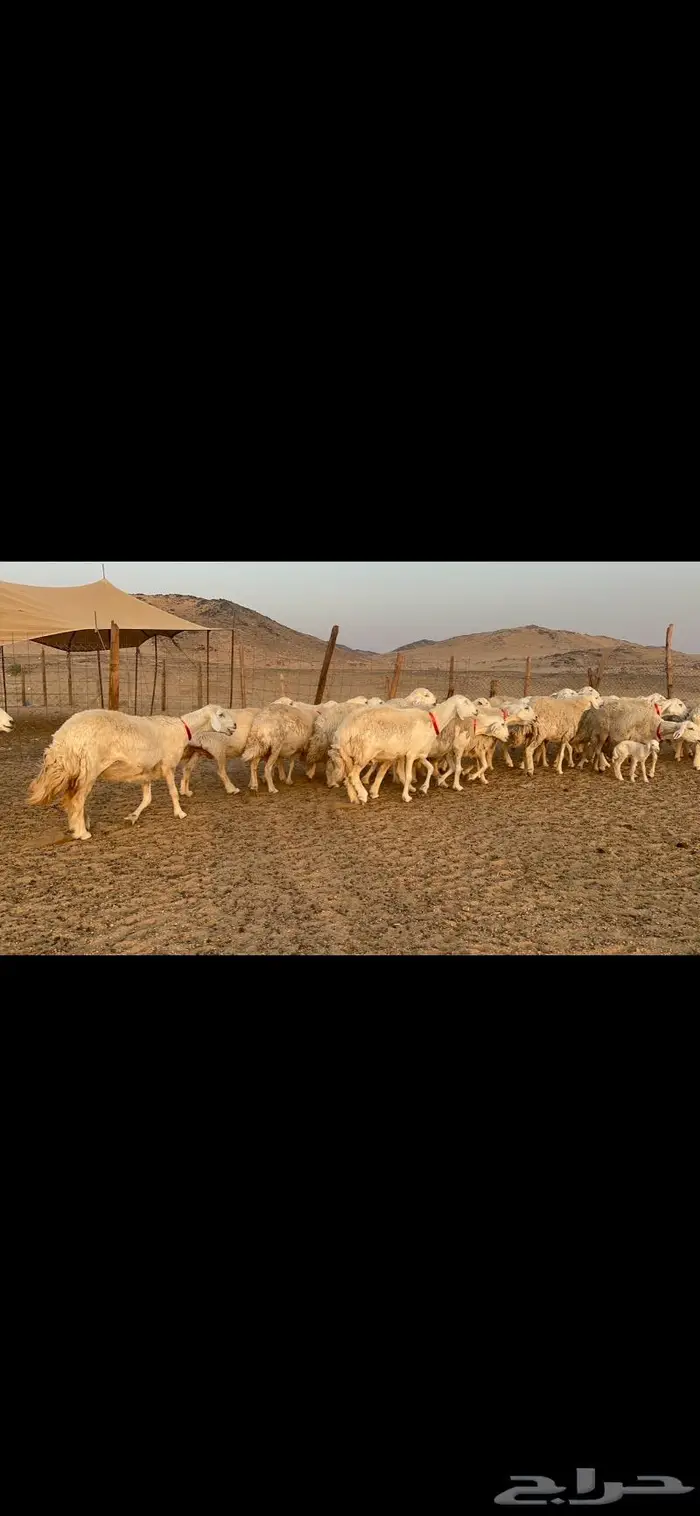 غنم نوادر صنف حرش 6