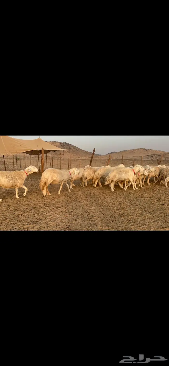 غنم نوادر صنف حرش 7