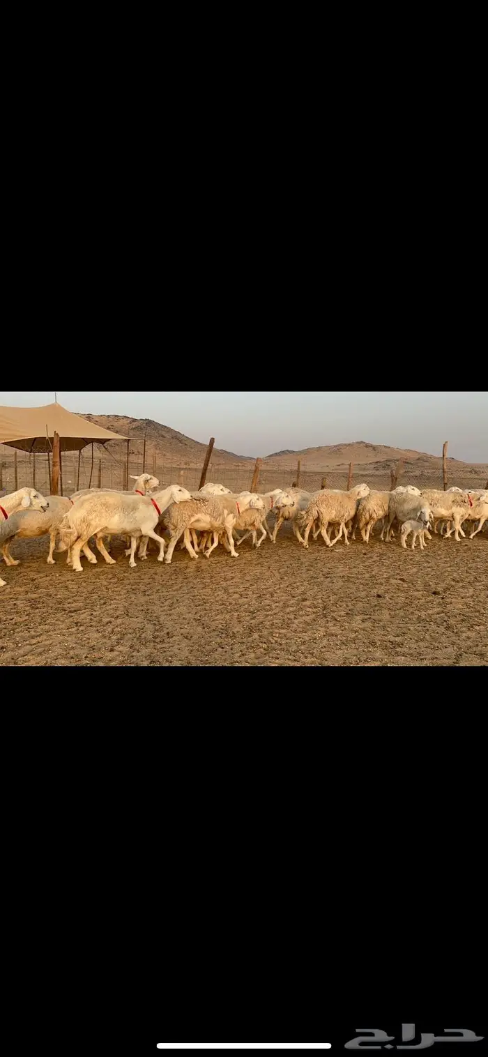 غنم نوادر صنف حرش 8