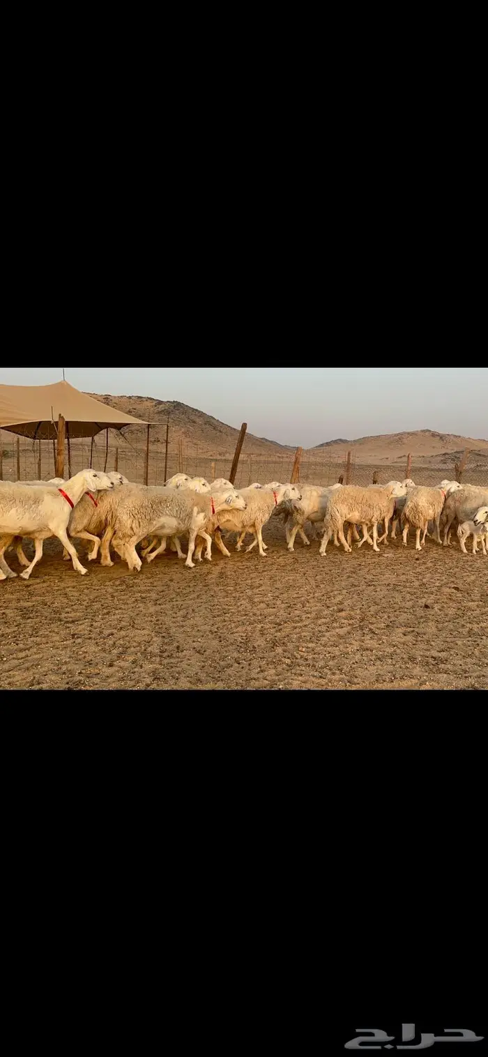 غنم نوادر صنف حرش 9