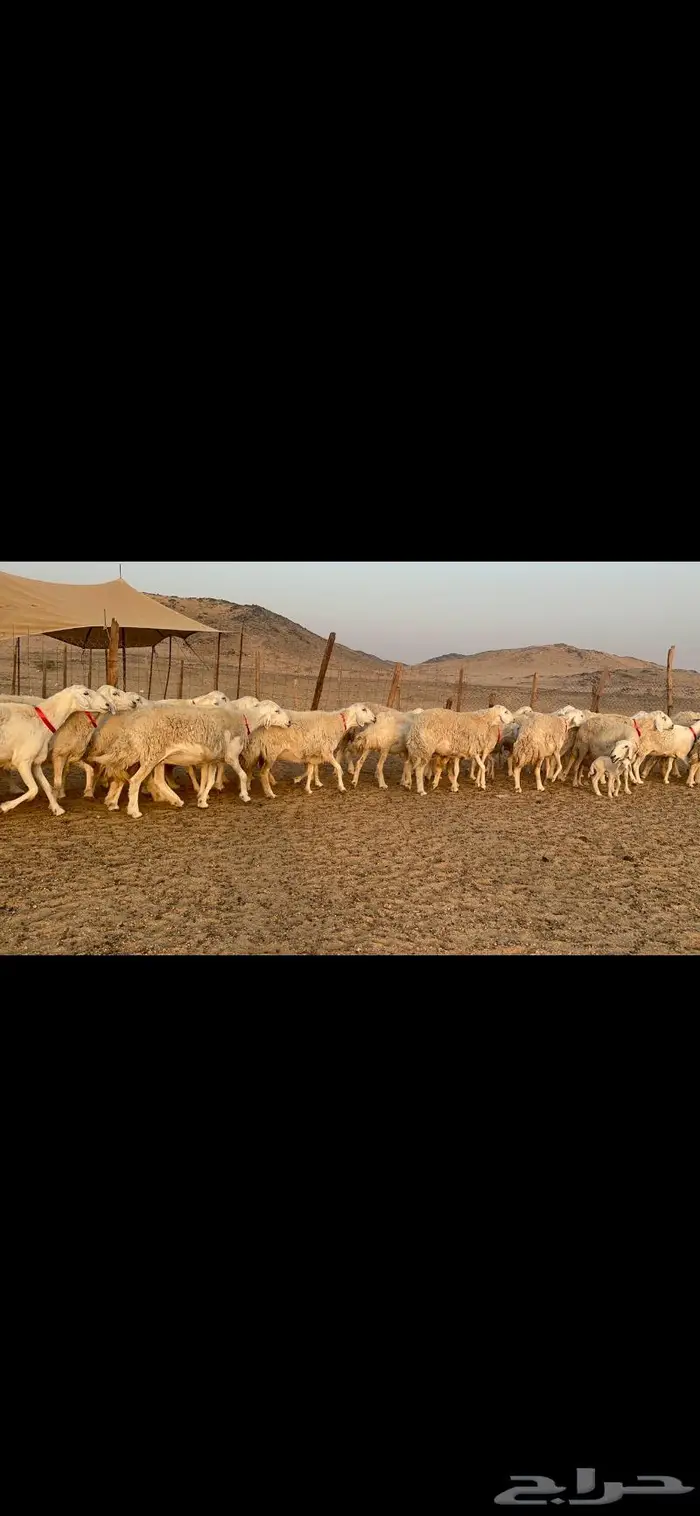 غنم نوادر صنف حرش 10