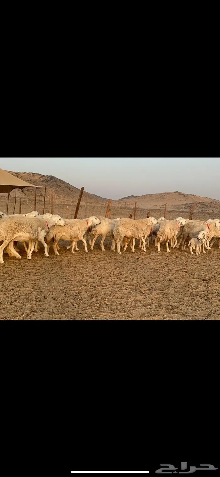 غنم نوادر صنف حرش 11