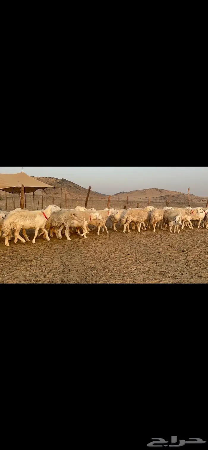 غنم نوادر صنف حرش 12