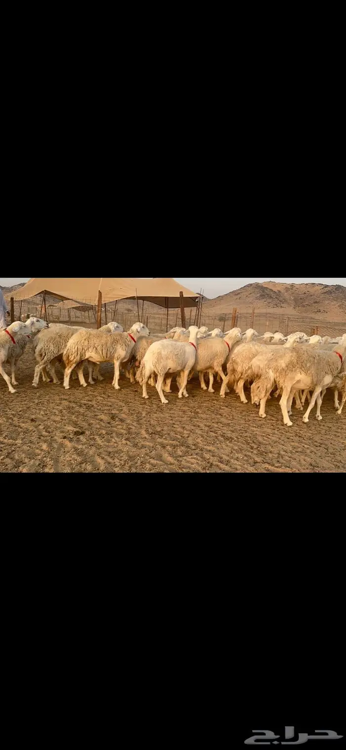 غنم نوادر صنف حرش 13