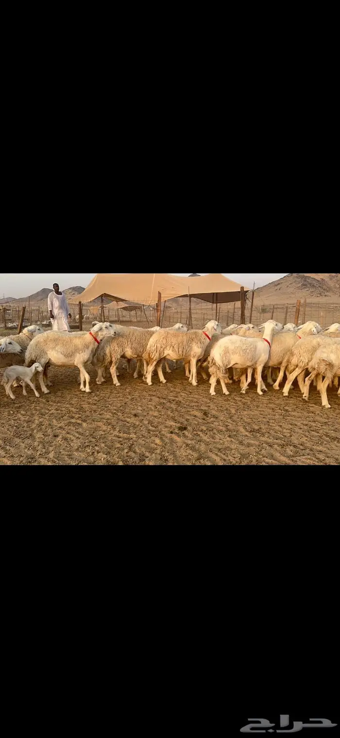 غنم نوادر صنف حرش 14