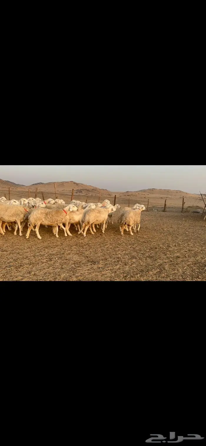 غنم نوادر صنف حرش 15