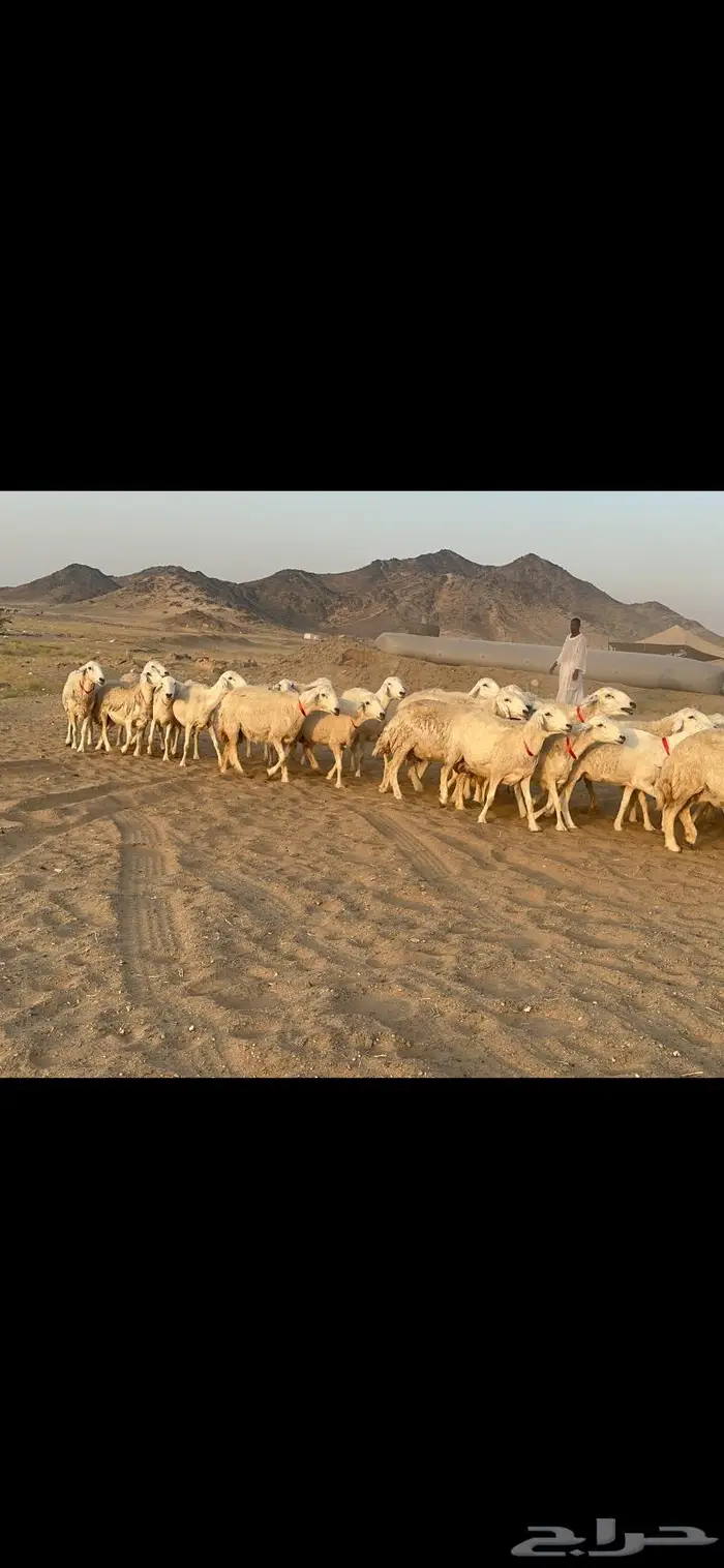 غنم نوادر صنف حرش 38