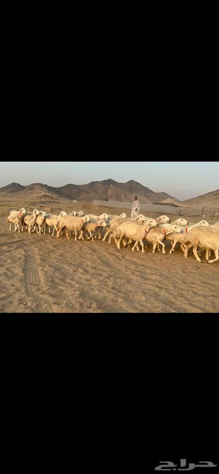 غنم نوادر صنف حرش 39