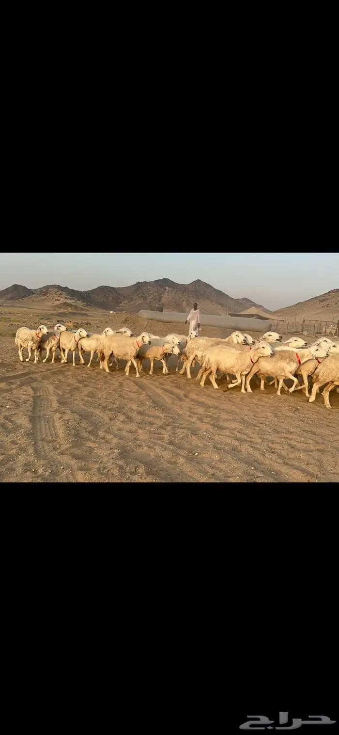 غنم نوادر صنف حرش 40