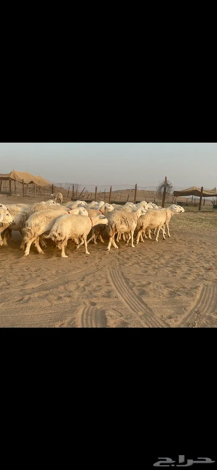 غنم نوادر صنف حرش 41