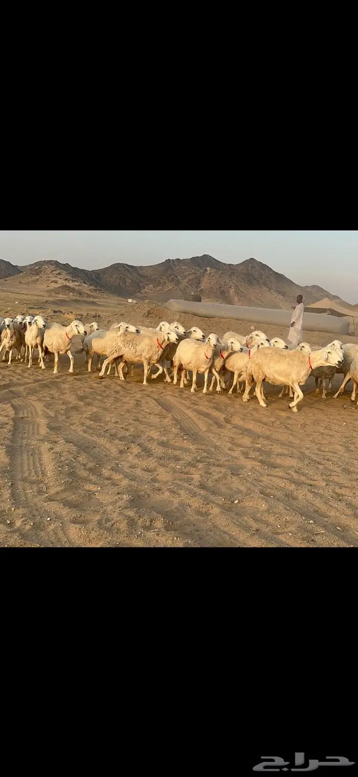 غنم نوادر صنف حرش 42