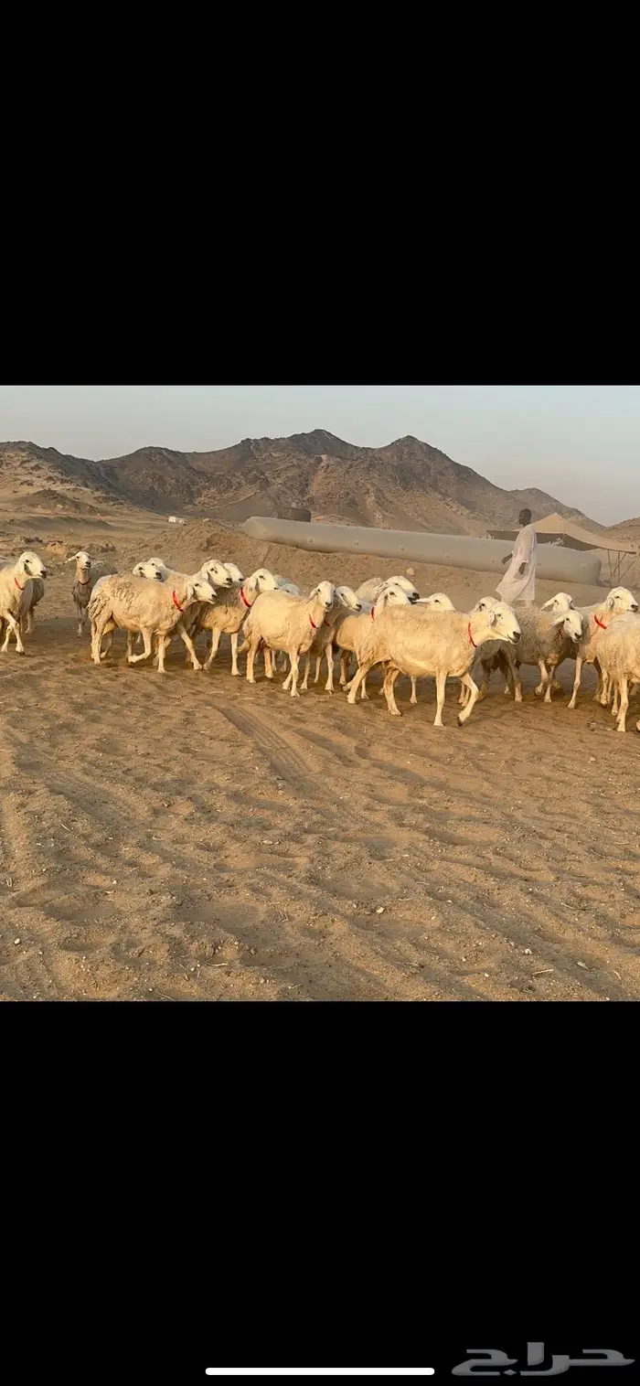 غنم نوادر صنف حرش 43