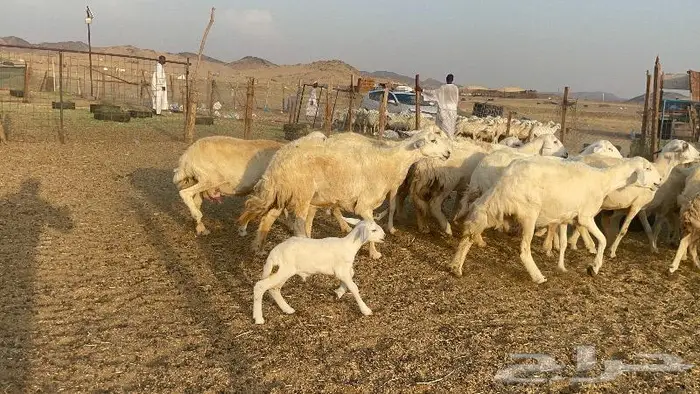 غنم حرية مراح حرش متابيع 66 تحتها 18 8