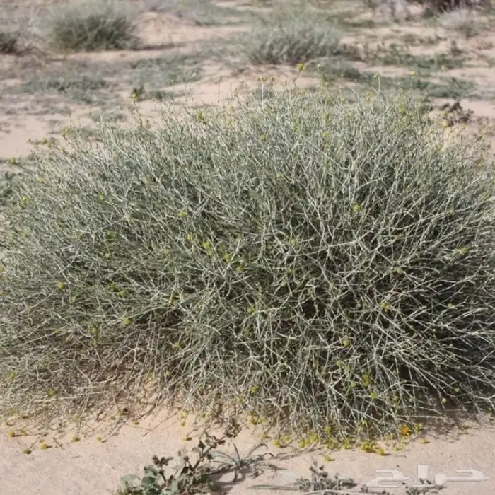 بذور العرفج البري جديد كميات 5