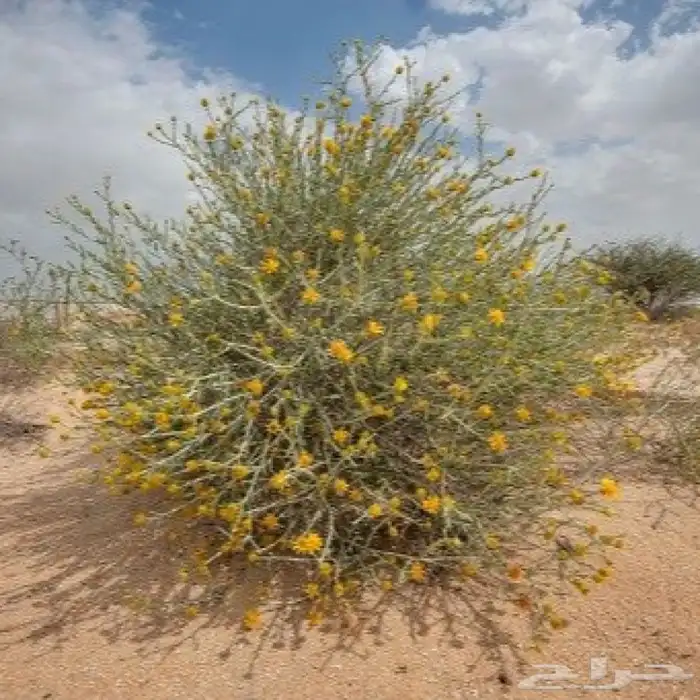 بذور العرفج البري جديد كميات 3