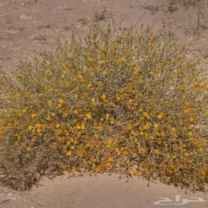 بذور العرفج البري جديد كميات 1