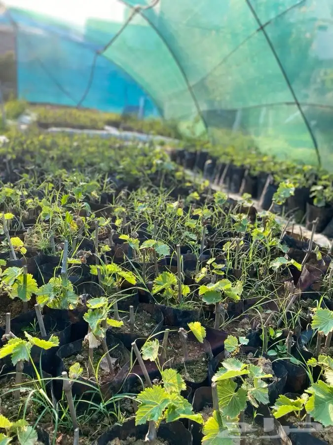 شتلات بلدي 4