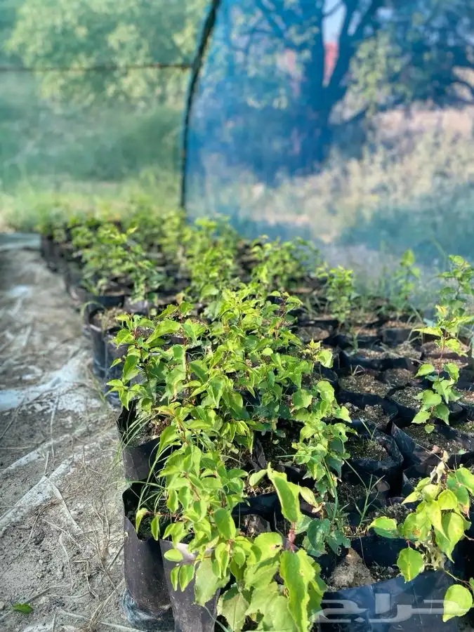 شتلات بلدي 1