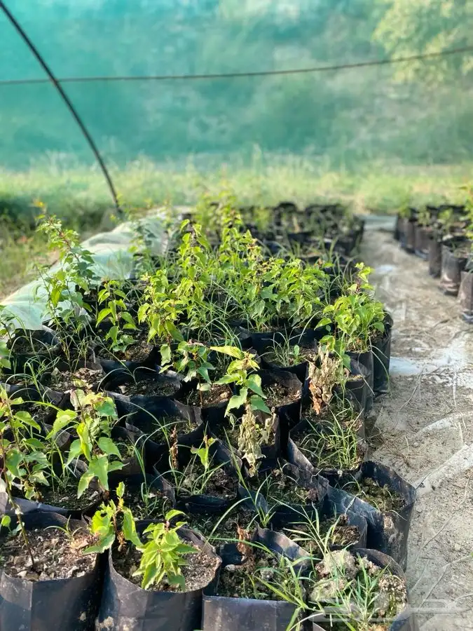 شتلات بلدي 0