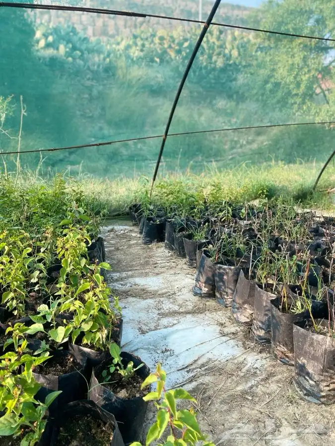 شتلات بلدي 2