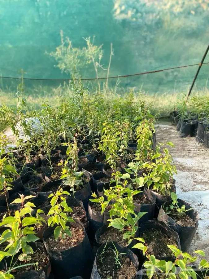 شتلات بلدي 5