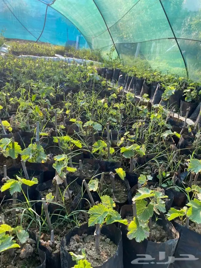 شتلات بلدي 3