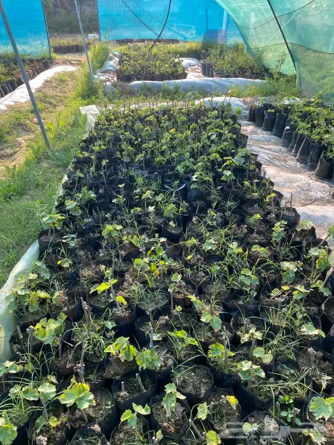 شتلات بلدي 6