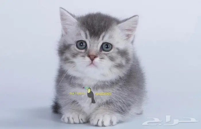 Munchkin cats 13