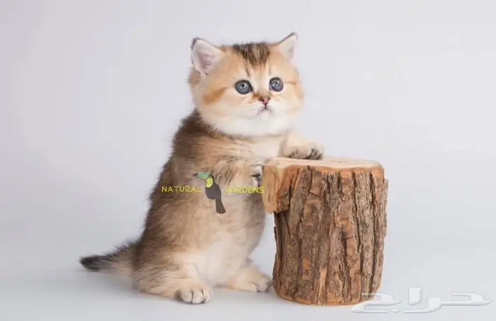 Munchkin cats 3
