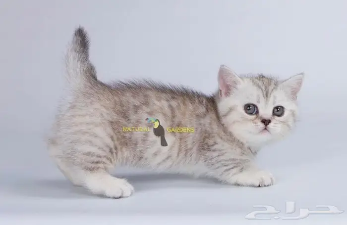 Munchkin cats 11