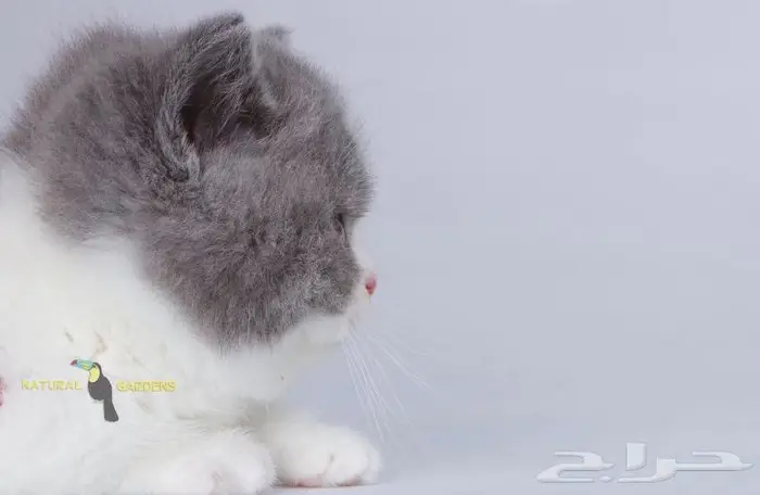 Munchkin cats 7
