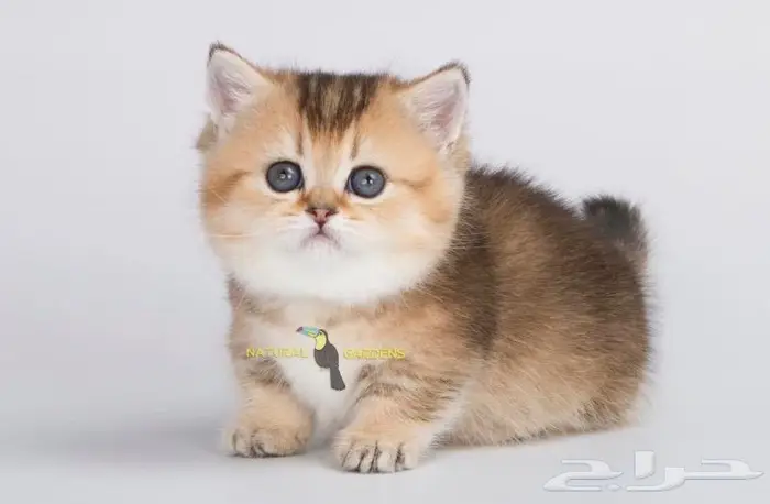 Munchkin cats 1