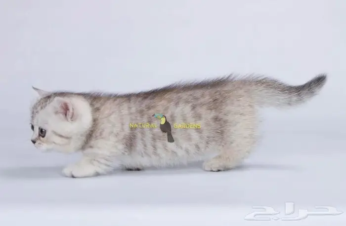 Munchkin cats 12