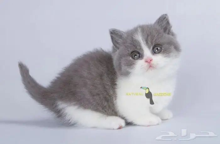Munchkin cats 5
