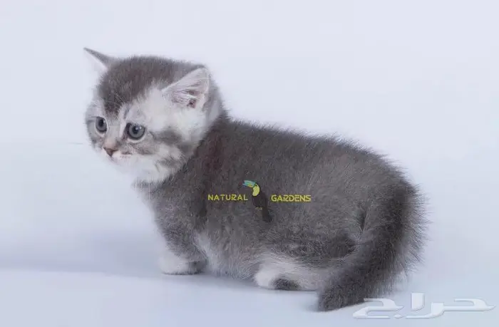 Munchkin cats 14