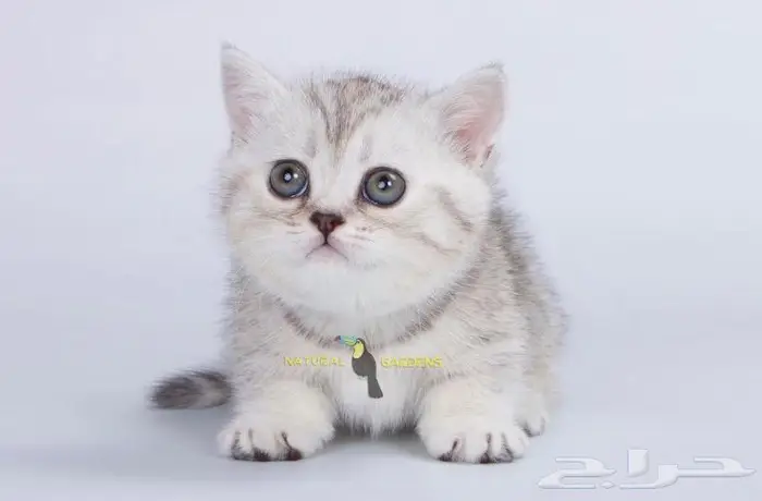 Munchkin cats 0