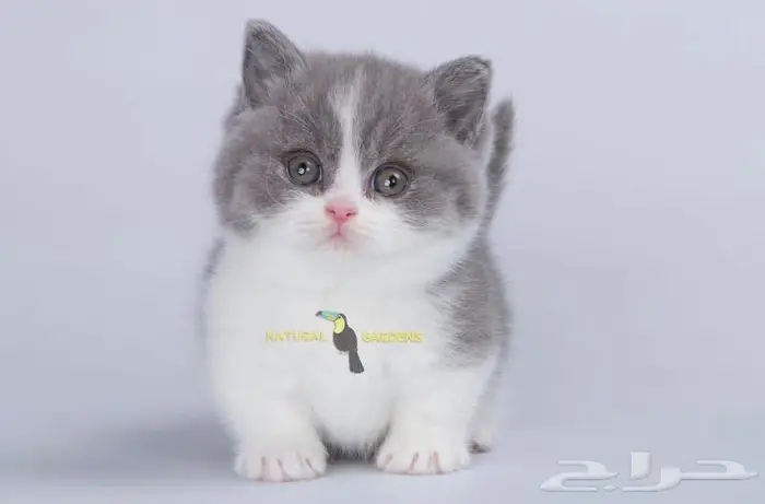 Munchkin cats 4