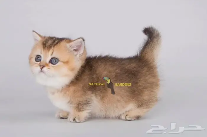 مونشيكن لعشاق النوادر 8
