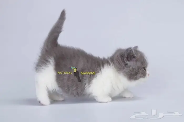 Munchkin cats 6