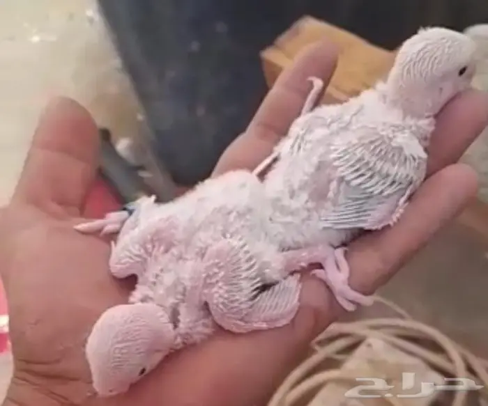 فروخ روز وذكر كروان منتج 0