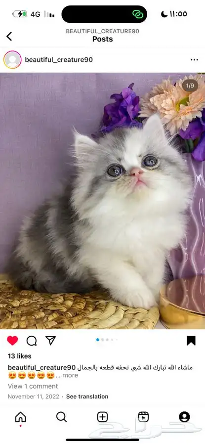 بيكي فيس هاف بيكي راغدول هملايا شيرازي سكوتش قطط قط قطوه 2