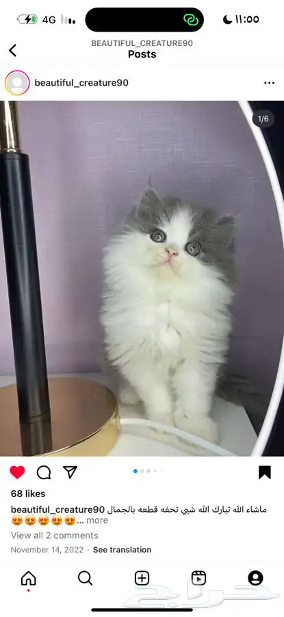 بيكي فيس هاف بيكي راغدول هملايا شيرازي سكوتش قطط قط قطوه 0